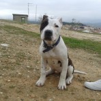 Noa